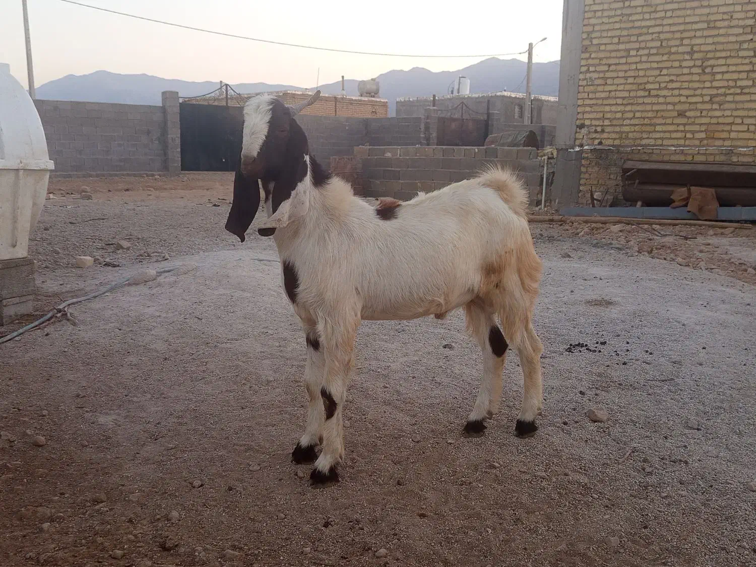 کهره بذری بره بز میش قوچ|حیوانات مزرعه|کوار, |دیوار