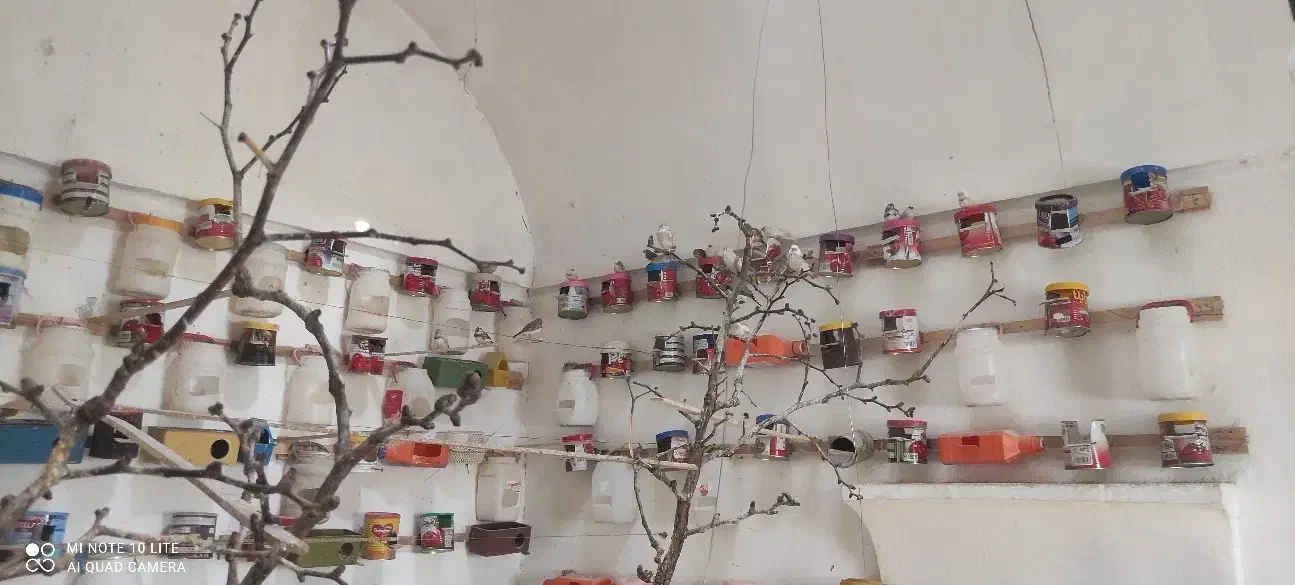 حدود 10 جفت فنچ مولد 100 درصد|پرنده|بیرجند, |دیوار