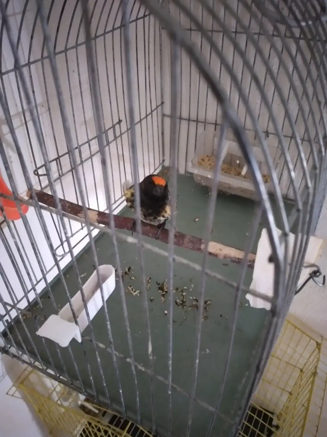 گلبسر|پرنده|سرپل ذهاب, |دیوار