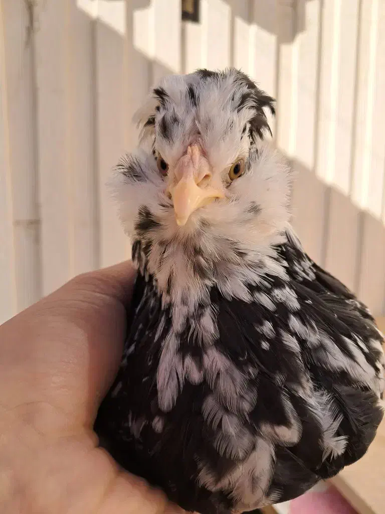 گلین|حیوانات مزرعه|کنگاور, |دیوار