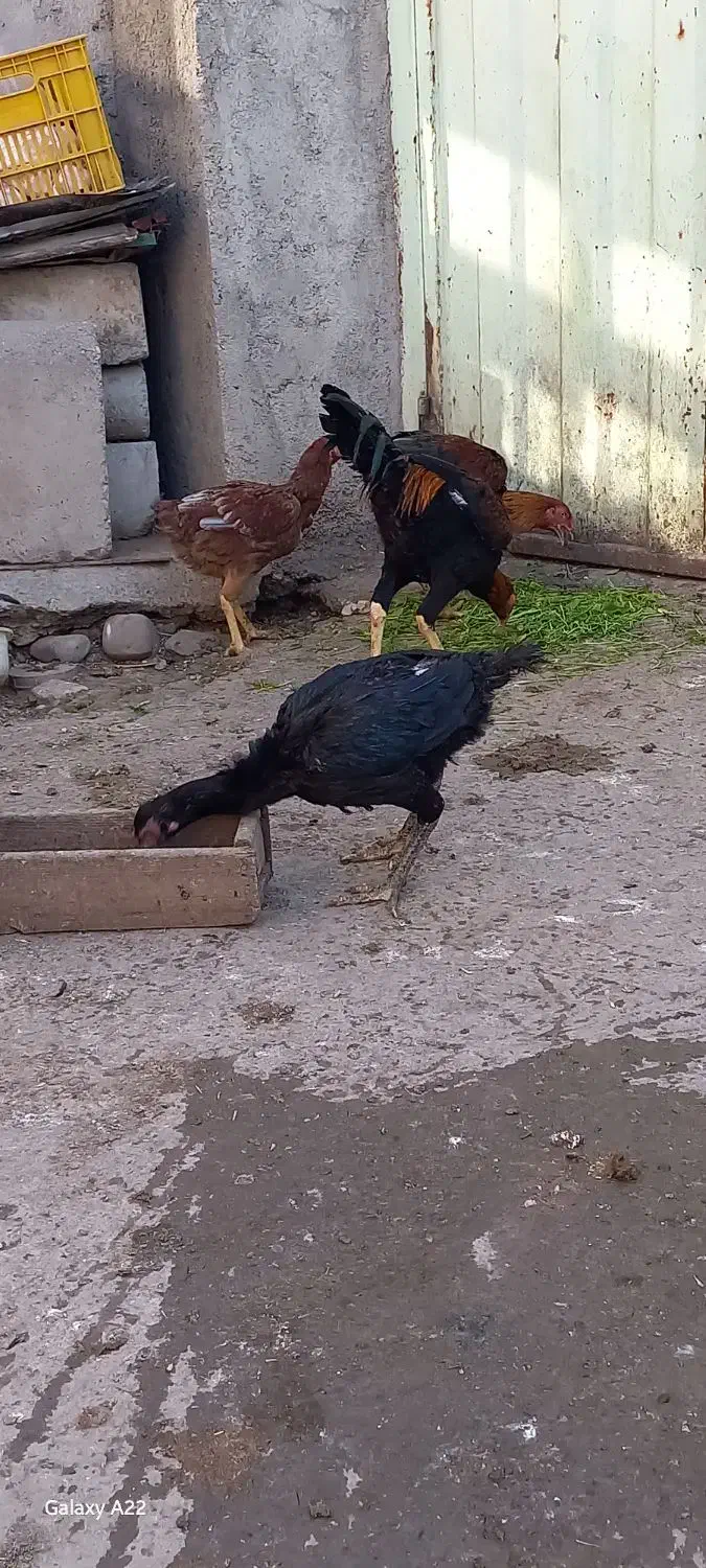 با سلام فروشی درجه‌ یک|حیوانات مزرعه|خان ببین, |دیوار