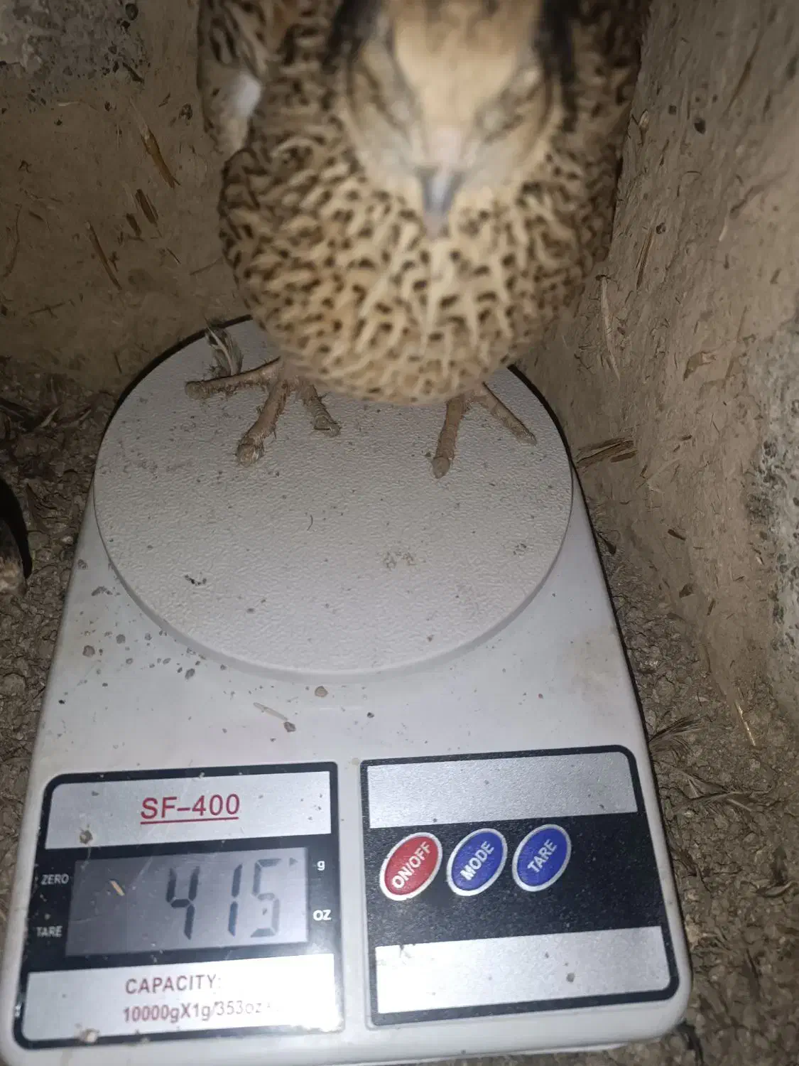 تخم نطفه دار بلدرچین از نوع سنگین وزن ضمانتی|حیوانات مزرعه|نیمروز, |دیوار