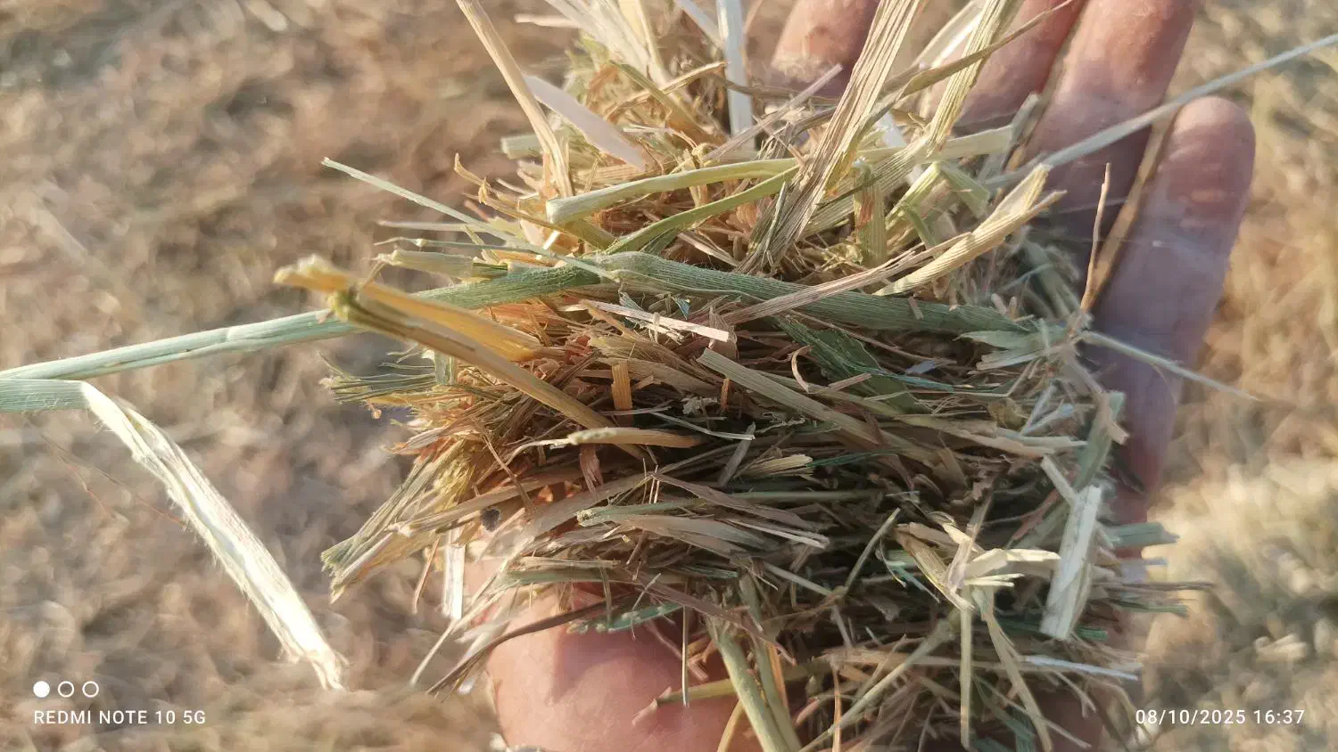 کاه بسته بندی گندم والم|لوازم جانبی حیوانات|مرودشت, بیست متری بیمارستان|دیوار