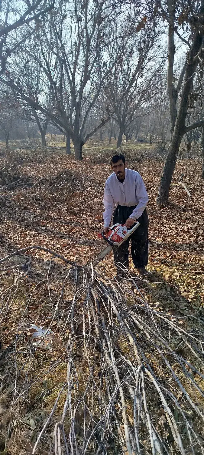 برش و خریداری چوب درختان|خدمات پیشه و مهارت|مراغه, |دیوار