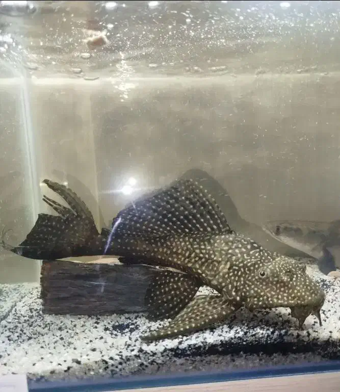 لجنخوار اسپرت بزرگ‌و کوچک|ماهی|تبریز, |دیوار