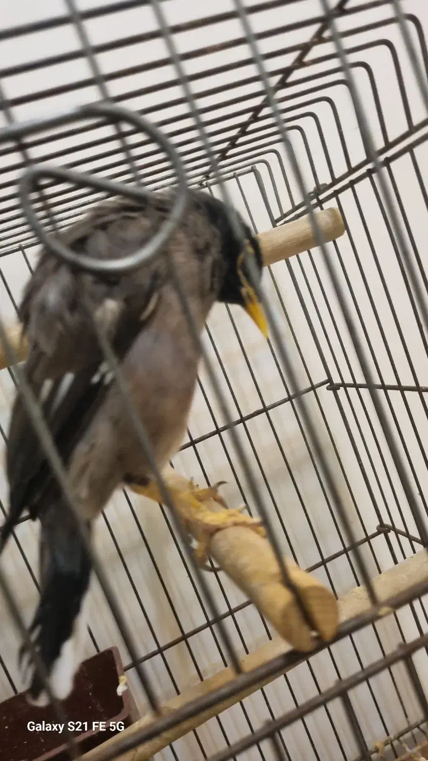 مرغ مینا|پرنده|کرج, شهرک یاس جنوبی|دیوار