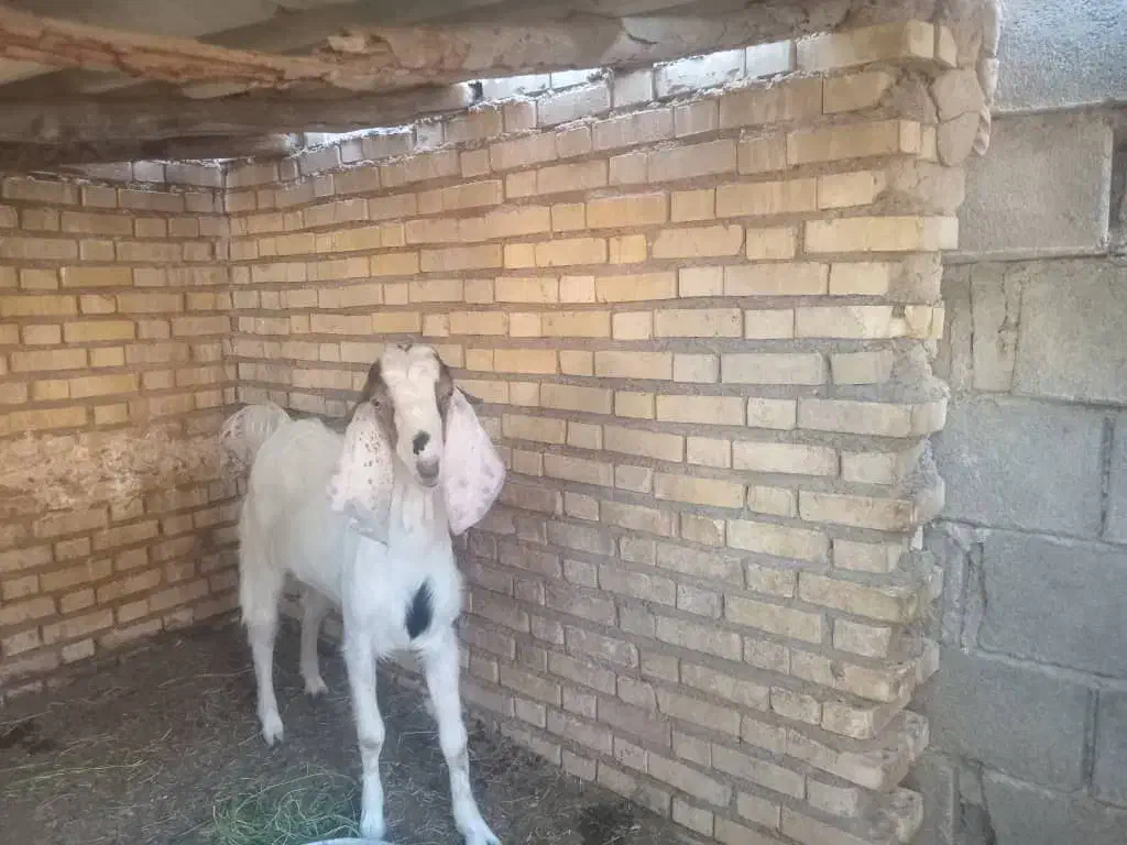 خوزستان شادگان خروسی شمالی|حیوانات مزرعه|شادگان, |دیوار