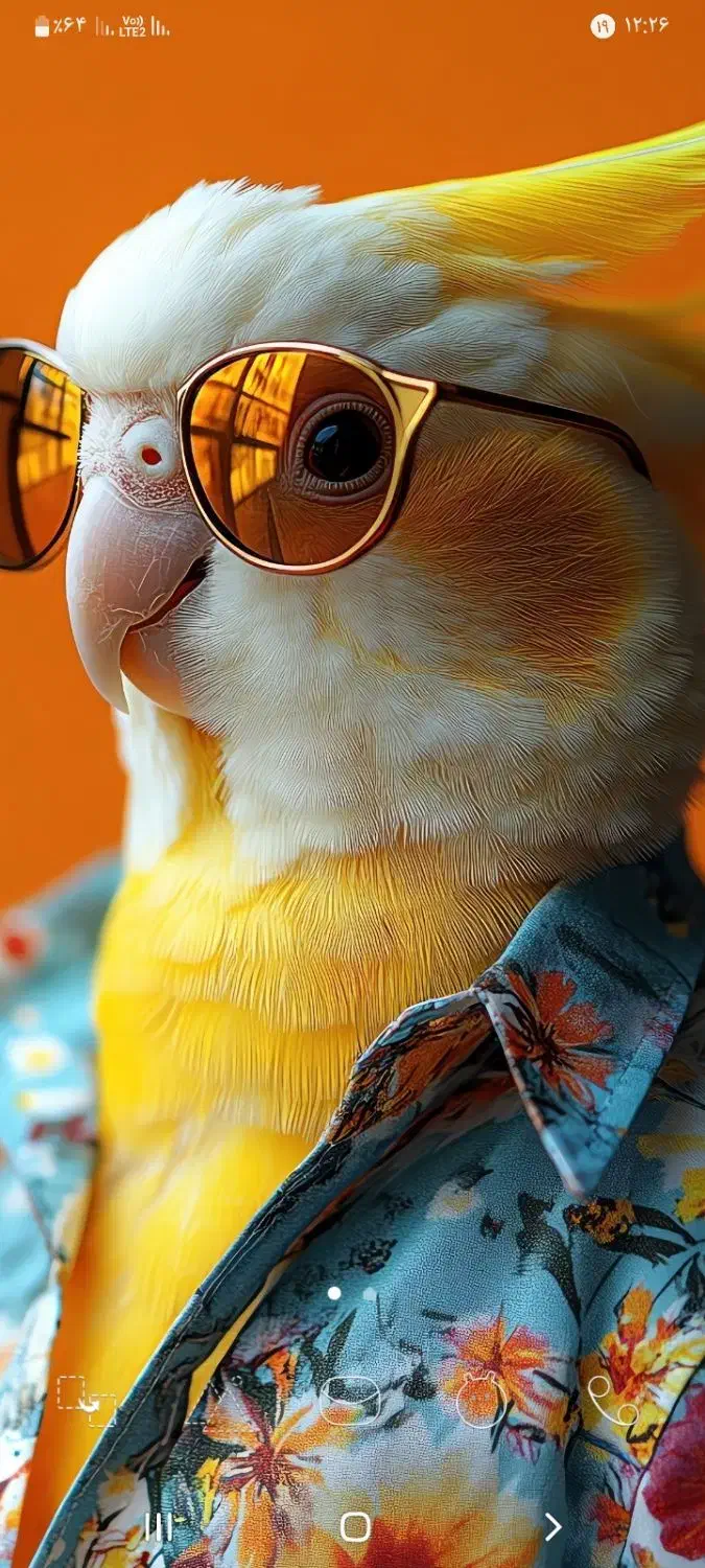 قبول واگزاری عروس هلندی شما|پرنده|زرندیه, |دیوار