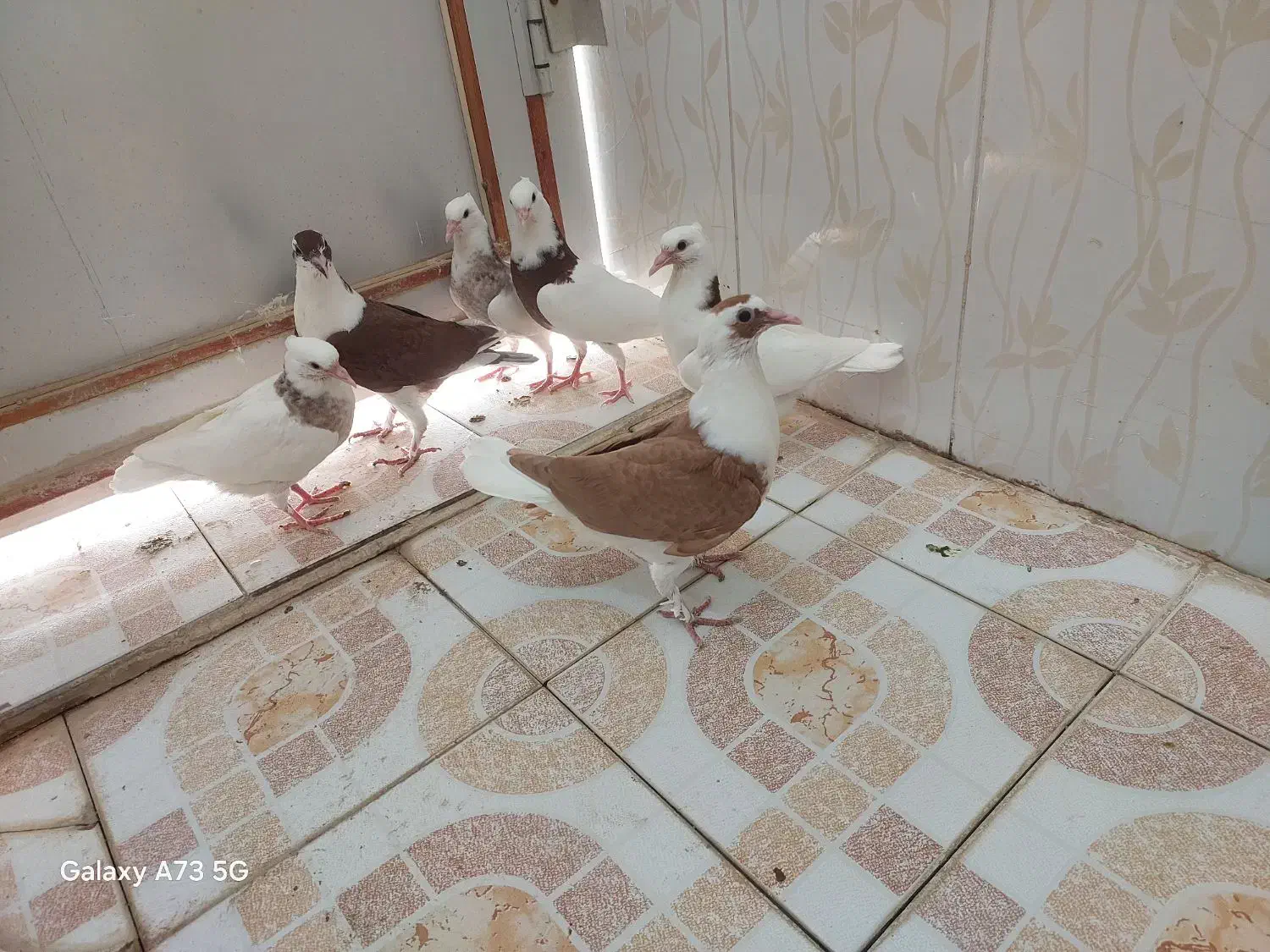 کبوتر طوقی و دوبال|پرنده|شوشتر, |دیوار