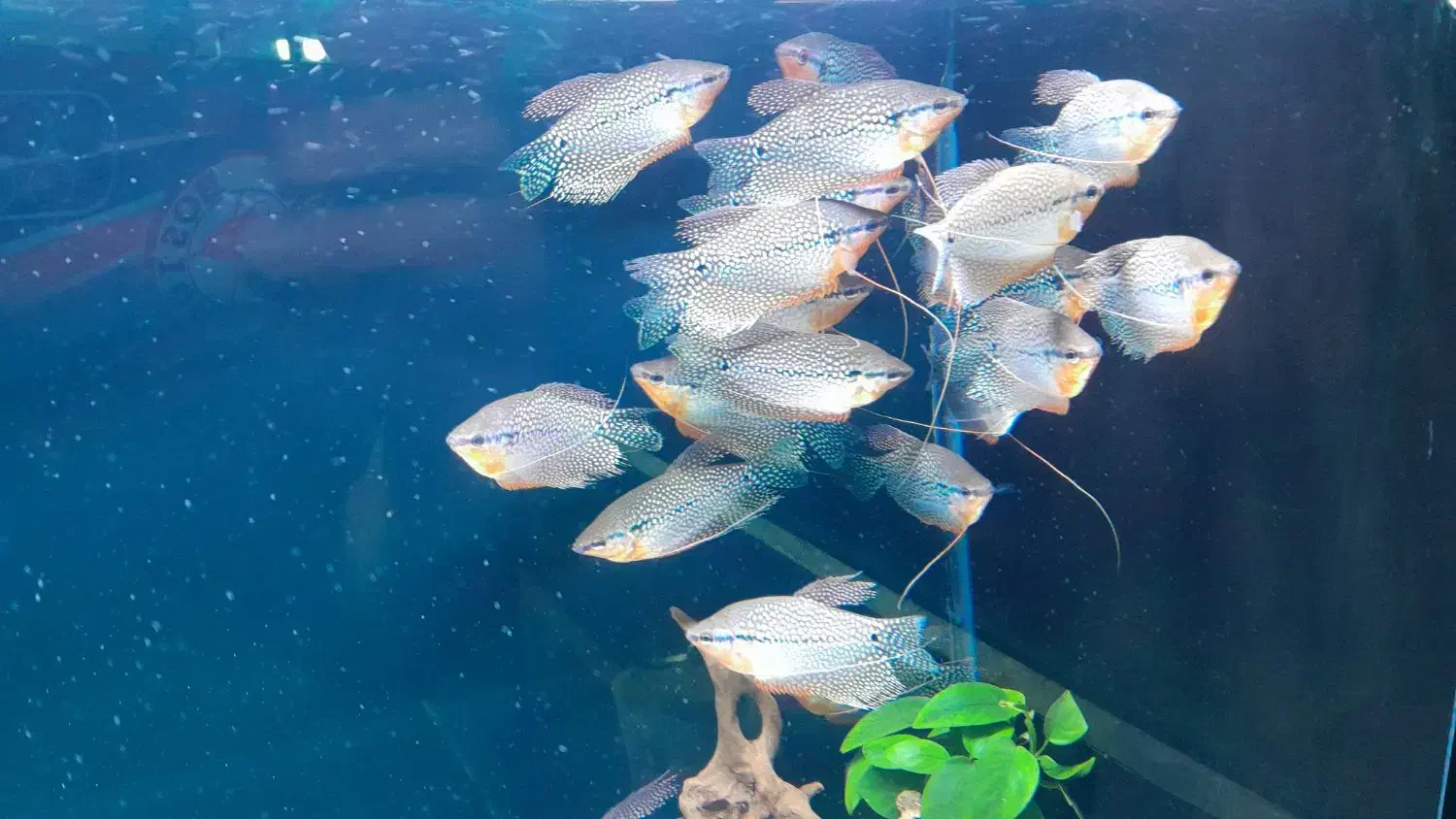 ماهی|ماهی|تهران, مینای شمالی (مخبر)|دیوار