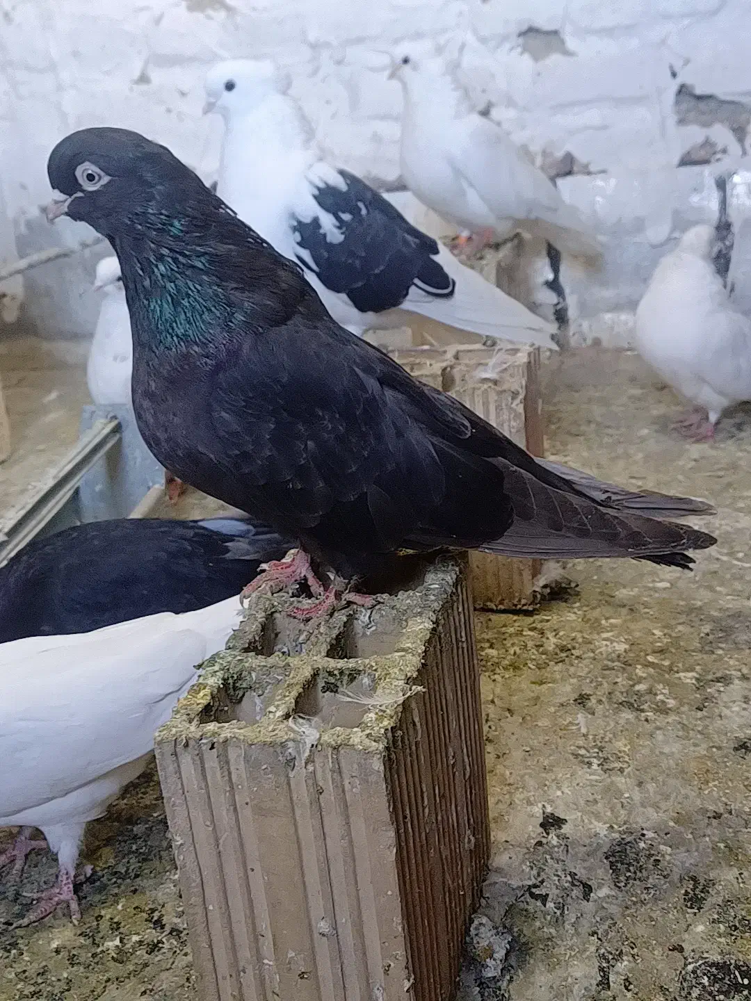 3عدد زاغ 3عدد فیلی|پرنده|سردشت, |دیوار