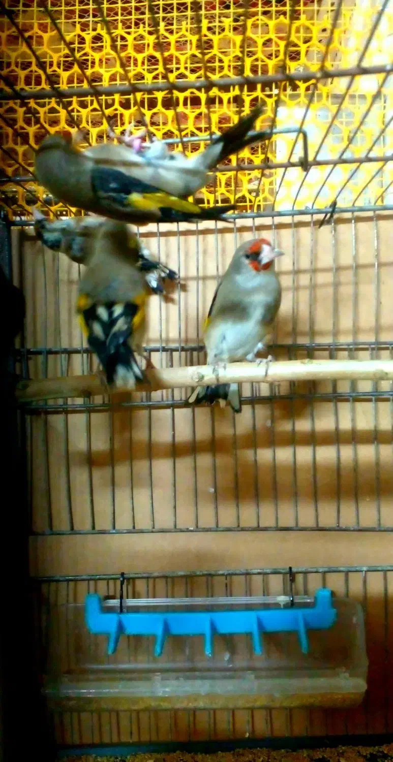 پرنده سهره|پرنده|قم, نخودی|دیوار