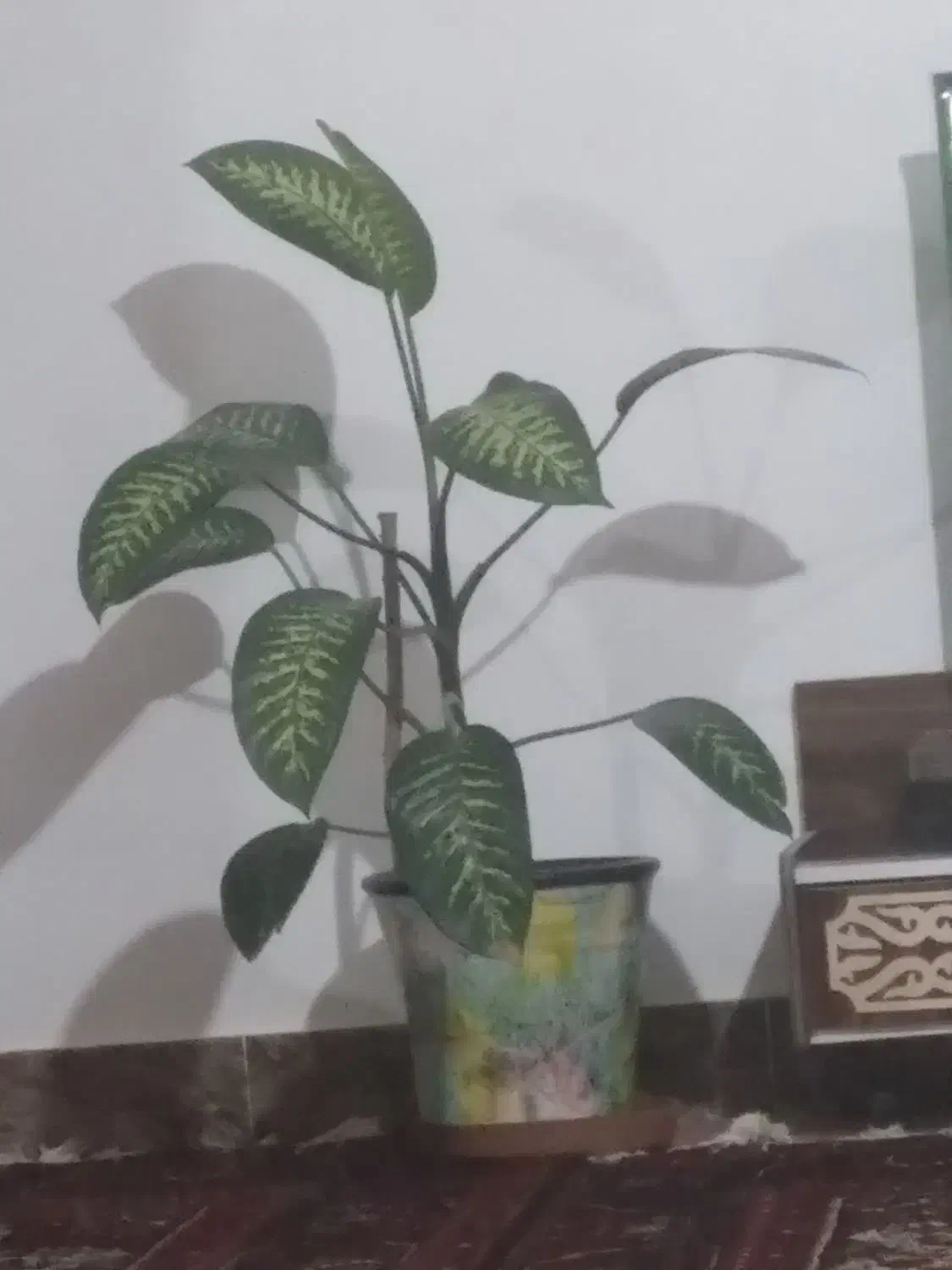 گل طبیعی|گل و گیاه طبیعی|آذرشهر, |دیوار