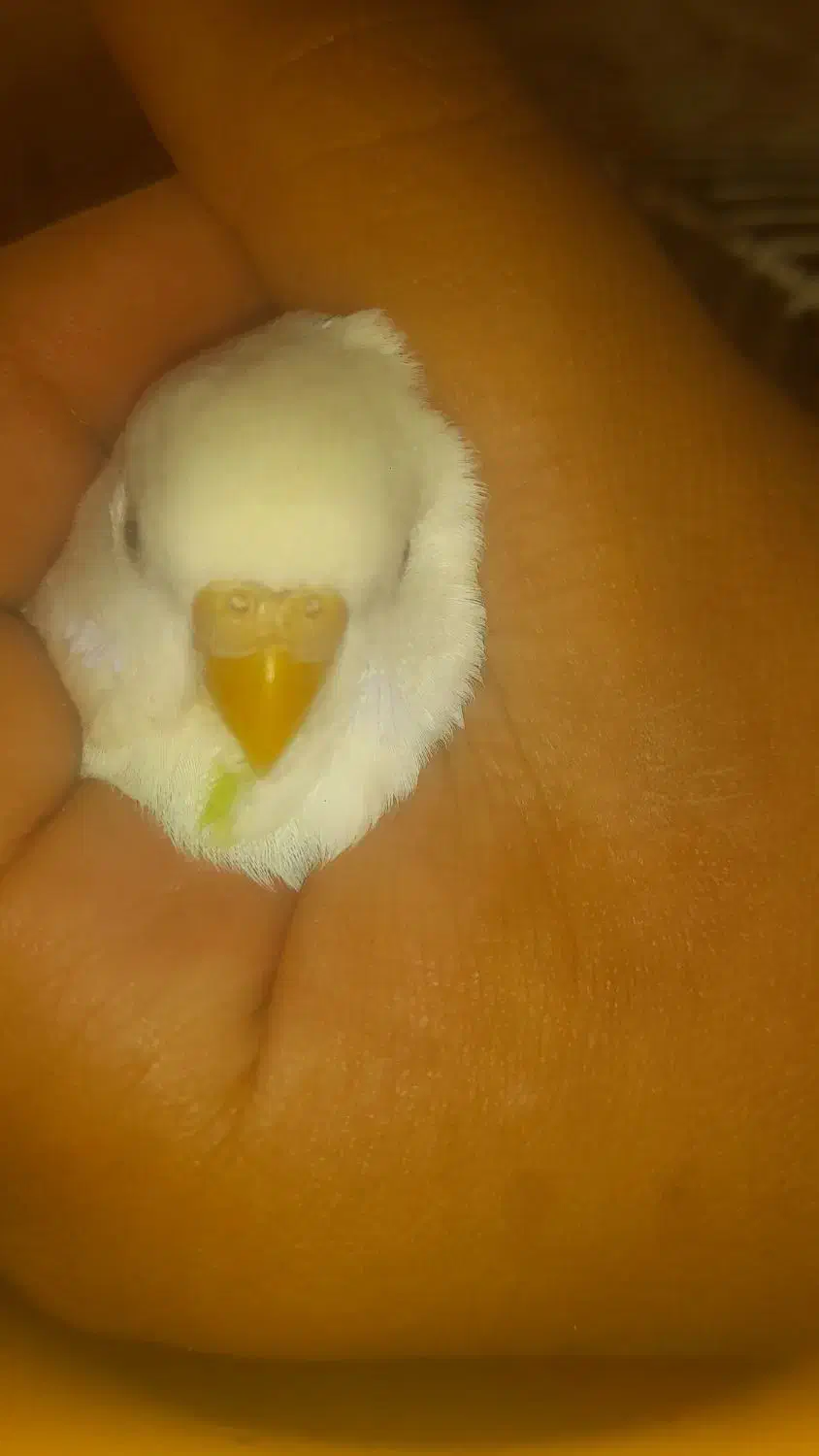 مرغ عشق نر جوان|پرنده|سرپل ذهاب, |دیوار