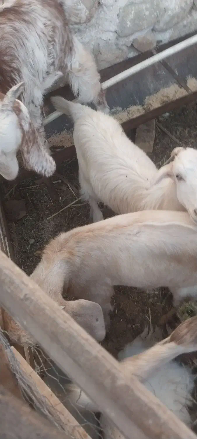 فروش کهره های داشتی|حیوانات مزرعه|فراشبند, |دیوار