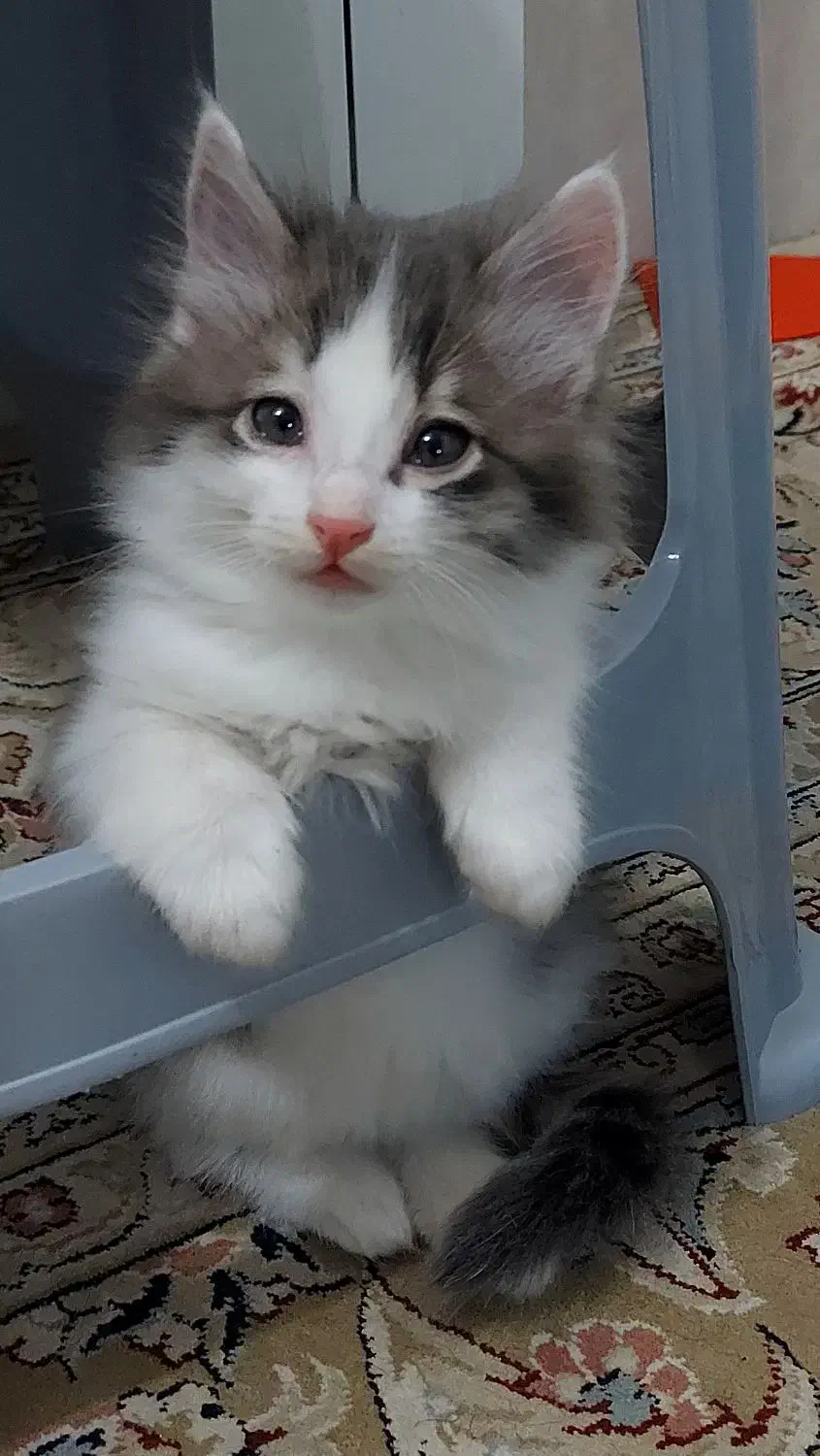 ۳ بچه گربه نژاد دار جذاب|گربه|حمیدیا, |دیوار