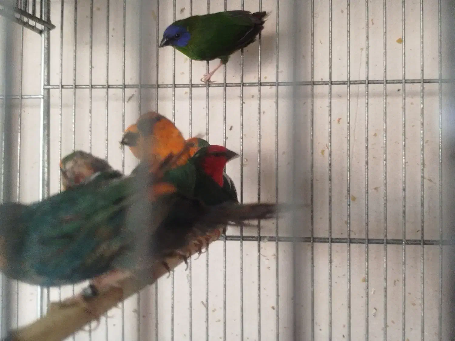 فنج طوطی وار|پرنده|اصفهان, ارغوانیه|دیوار