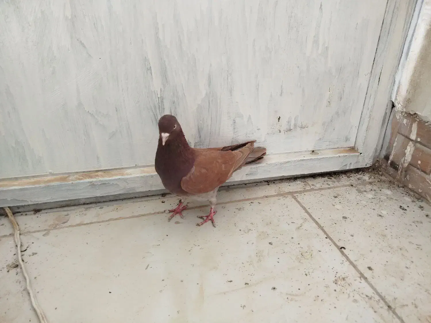 تهرانی زوردار|پرنده|سرپل ذهاب, |دیوار