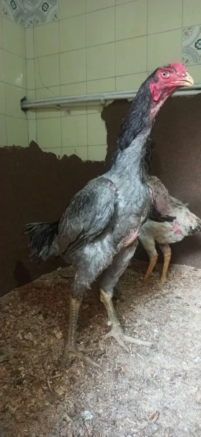 جوجه لاری|حیوانات مزرعه|رامیان, |دیوار