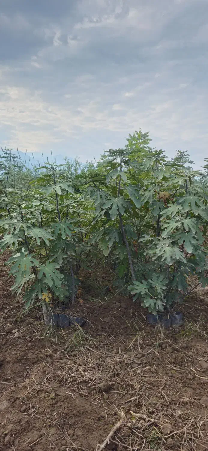 فروش عمده نهال به صورت سطل نایلکس و گل بر|خدمات باغبانی و درختکاری|دلند, |دیوار