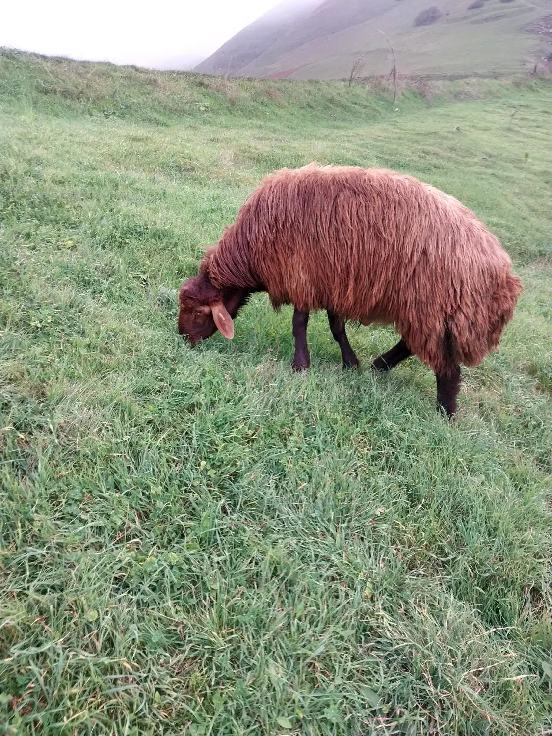 فروش قوچ|حیوانات مزرعه|گرمی, |دیوار