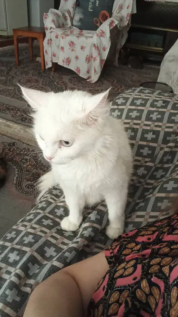 گربه پرشین و میکس|گربه|گرگان, |دیوار