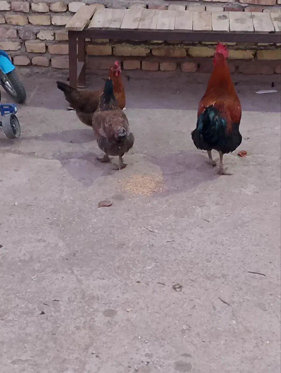 غازمحلی وفریح|حیوانات مزرعه|کشکسرای, |دیوار