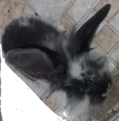 خرگوش|موش و خرگوش|مشهد, گاز|دیوار