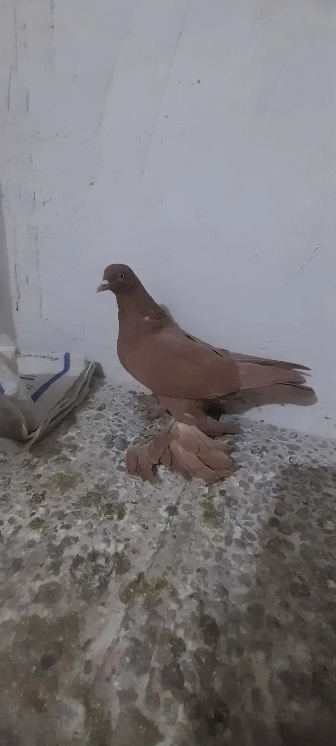 کبوتر ساری مایا|پرنده|تبریز, |دیوار