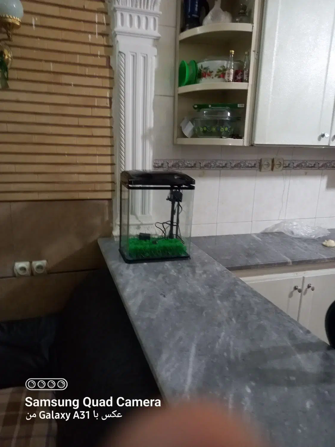 اکواریوم|ماهی|آبادان, |دیوار