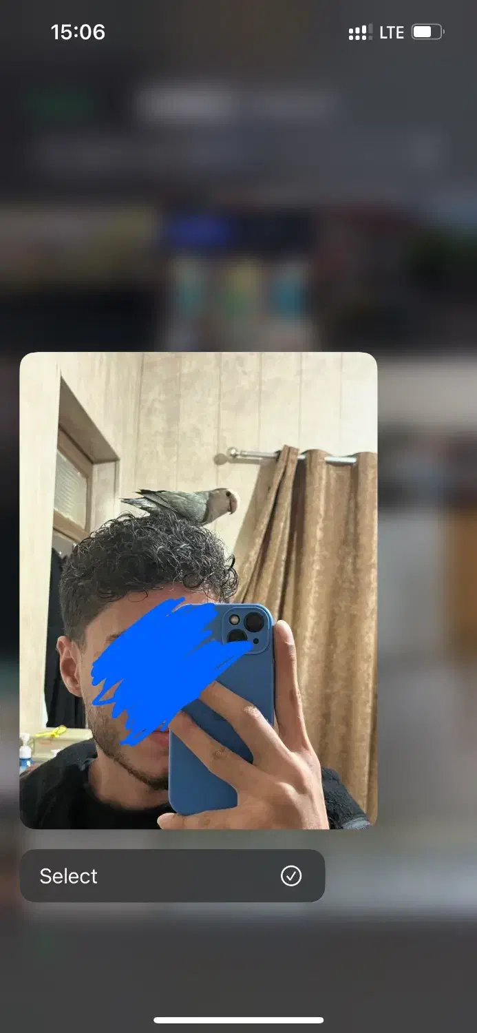 طوطی کوتوله برزیلی رام و دستی|پرنده|قائم‌شهر, |دیوار