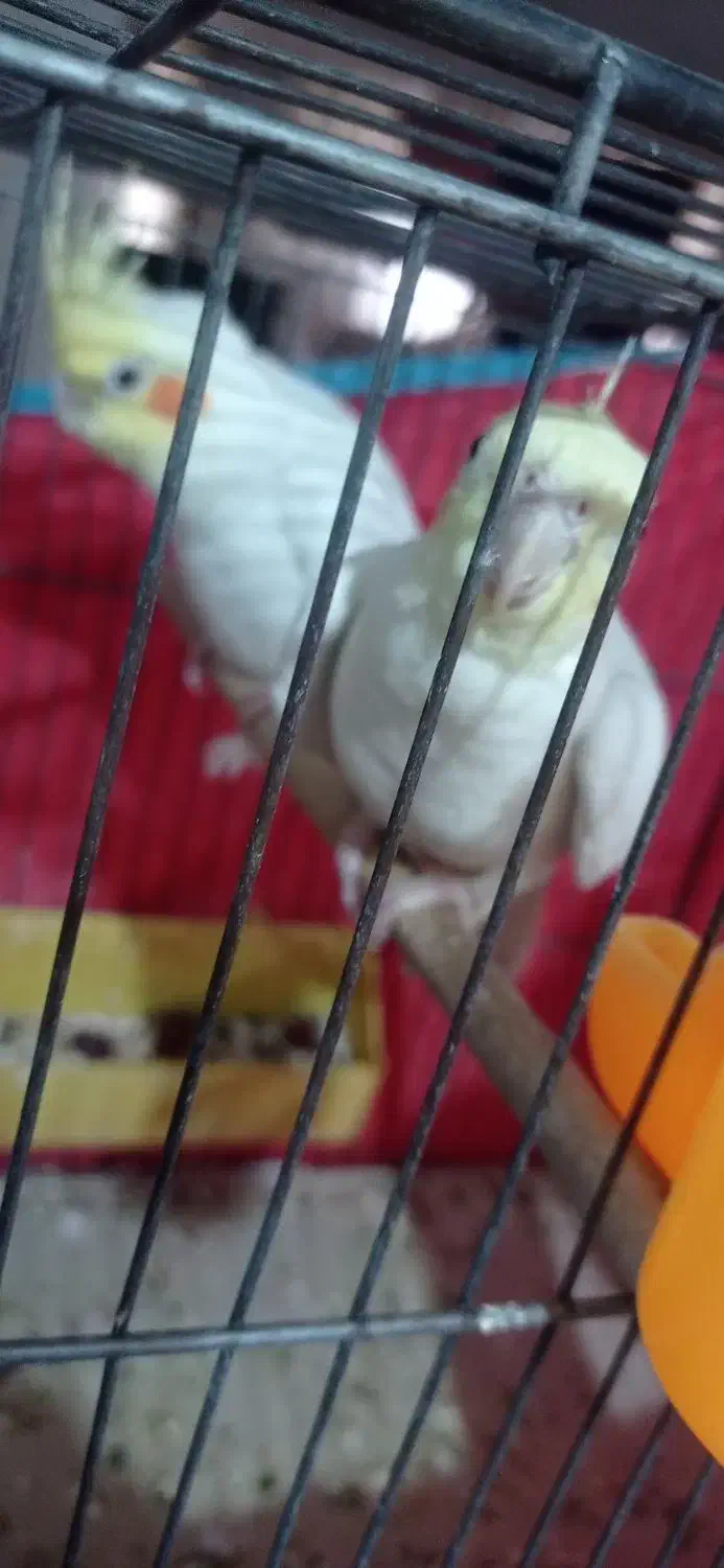 تعدادی عروس هلندی. لوتینیو. مرواریدی|پرنده|فردیس, فرامرزیه|دیوار