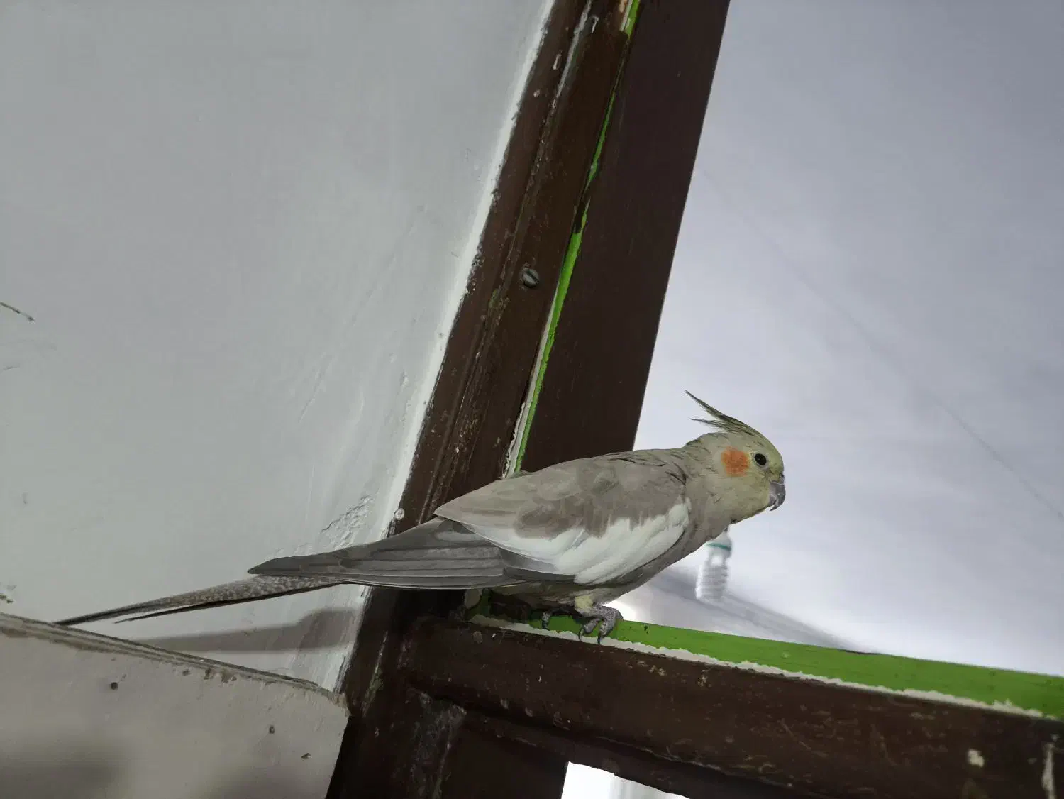 عروس هلندی ماده|پرنده|ملکشاهی, |دیوار