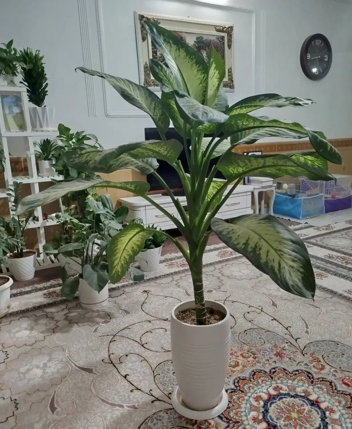 گل دیفن باخیا|گل و گیاه طبیعی|نیشابور, شهید بهشتی|دیوار