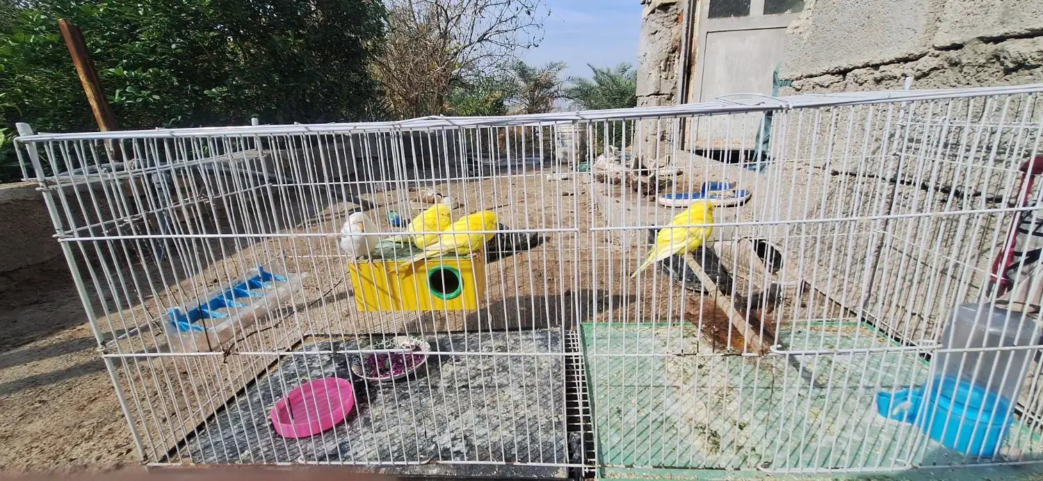 مرغ عشق|پرنده|خرمشهر, |دیوار