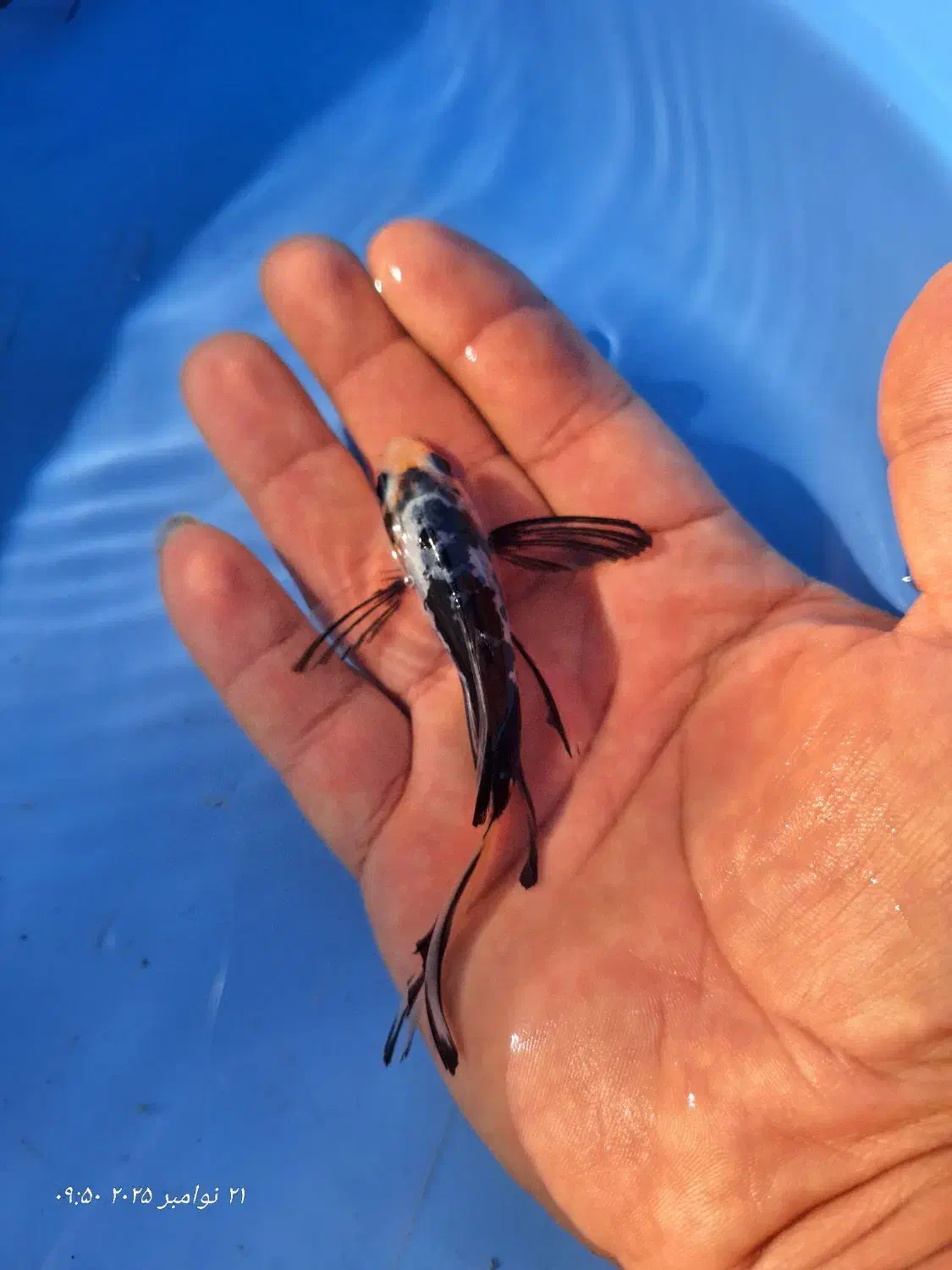 رنگین کمان کوی چرم و باتر فلای|ماهی|رشت, ترمینال|دیوار