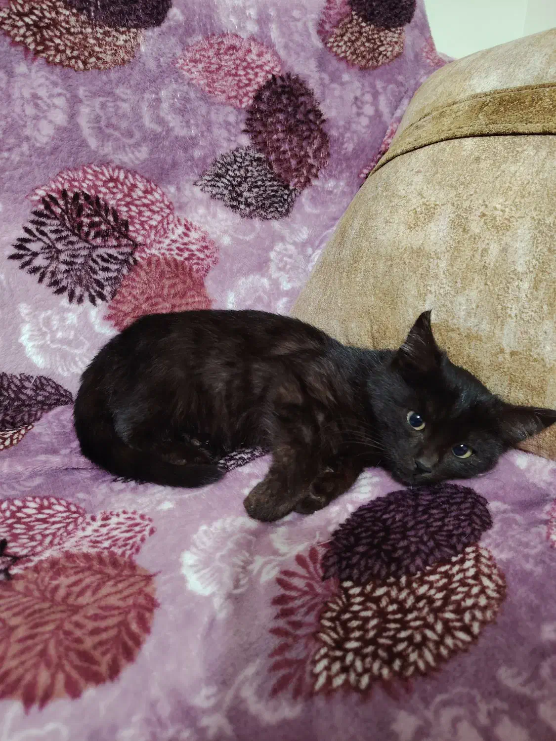 فروش بچه گربه خانگی|گربه|بستان آباد, |دیوار