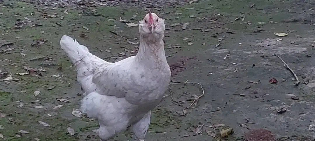 مرغ زینتی خاص ، سفید ، تخم|حیوانات مزرعه|کردکوی, |دیوار