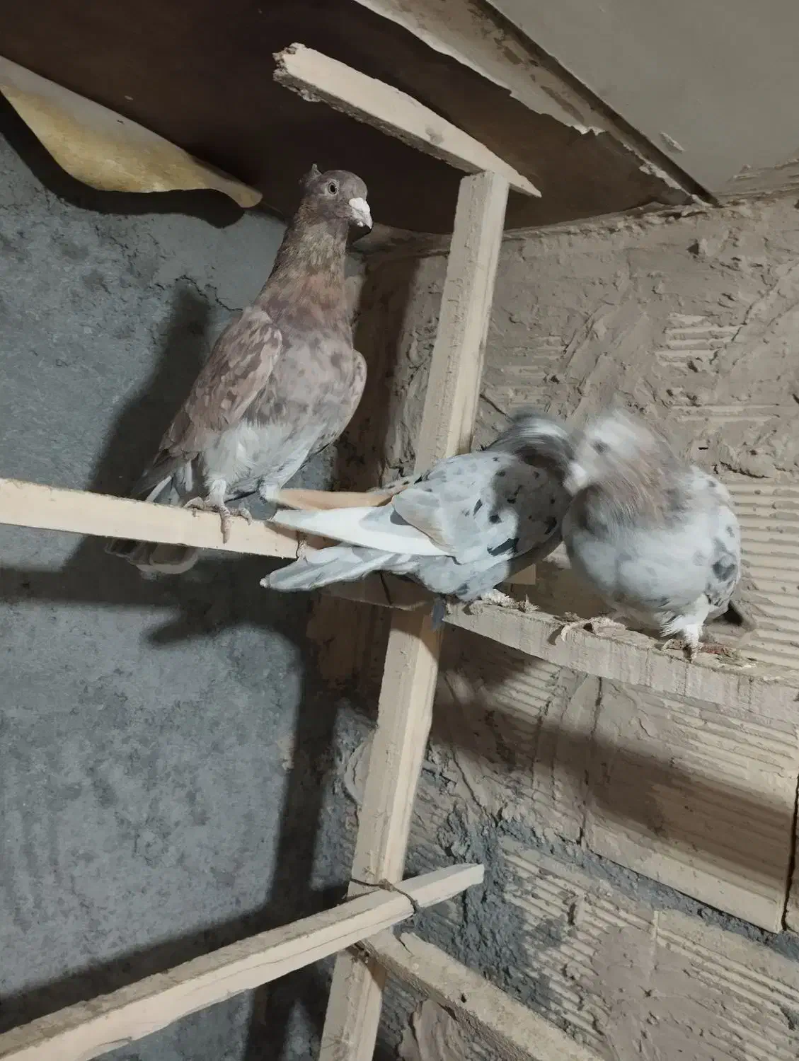 کفتر عتیقه|پرنده|معصومیه, |دیوار