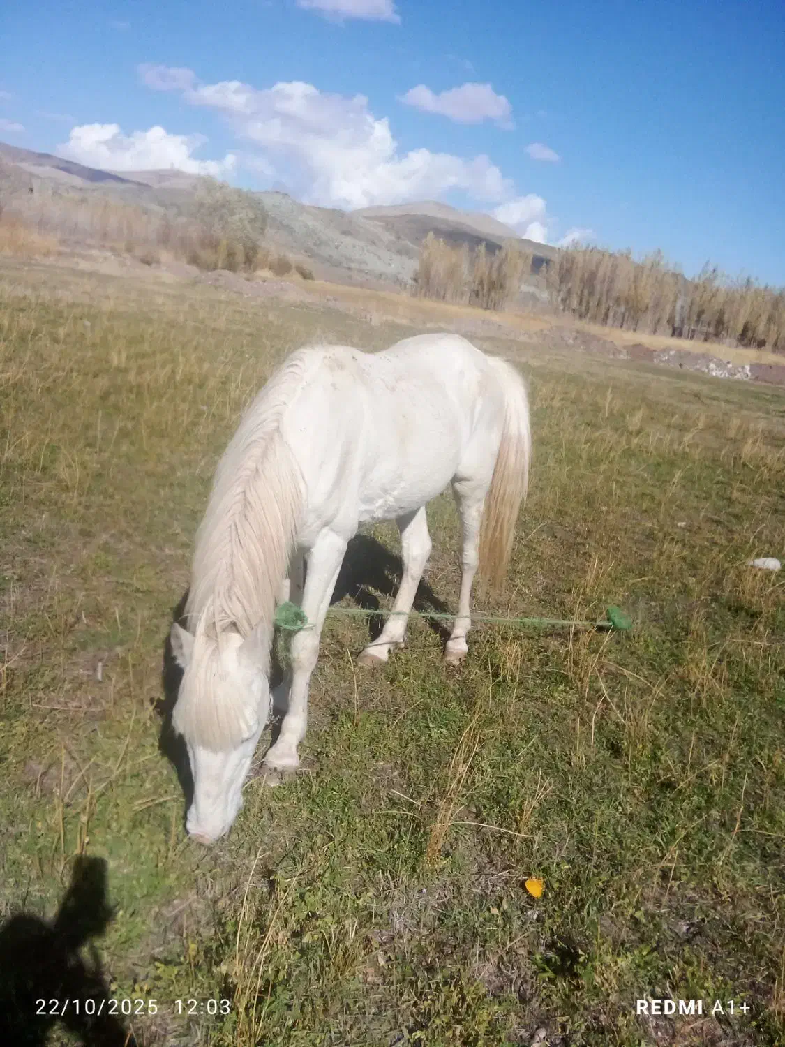 آرام‌وخوب|اسب و تجهیزات اسب‌سواری|ماکو, |دیوار