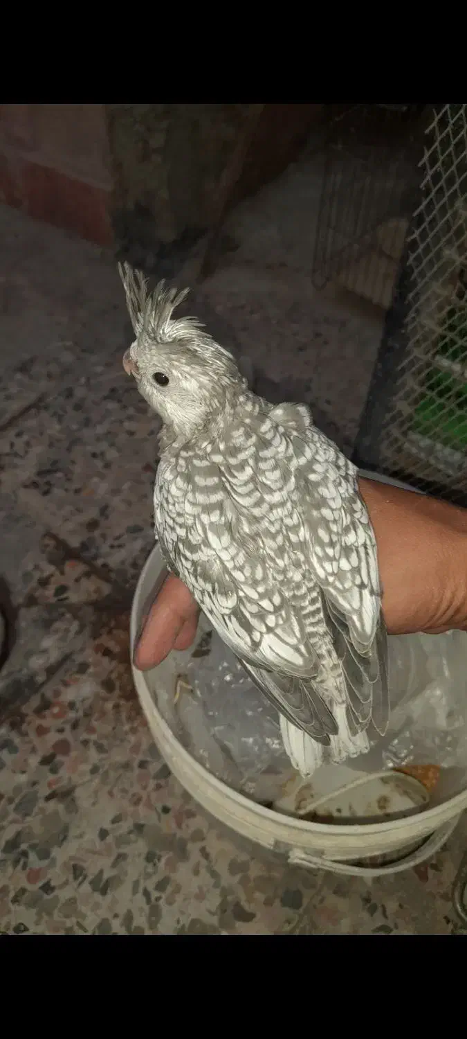 جوجه عروس هلندی ایزابلا|پرنده|بندرعباس, |دیوار