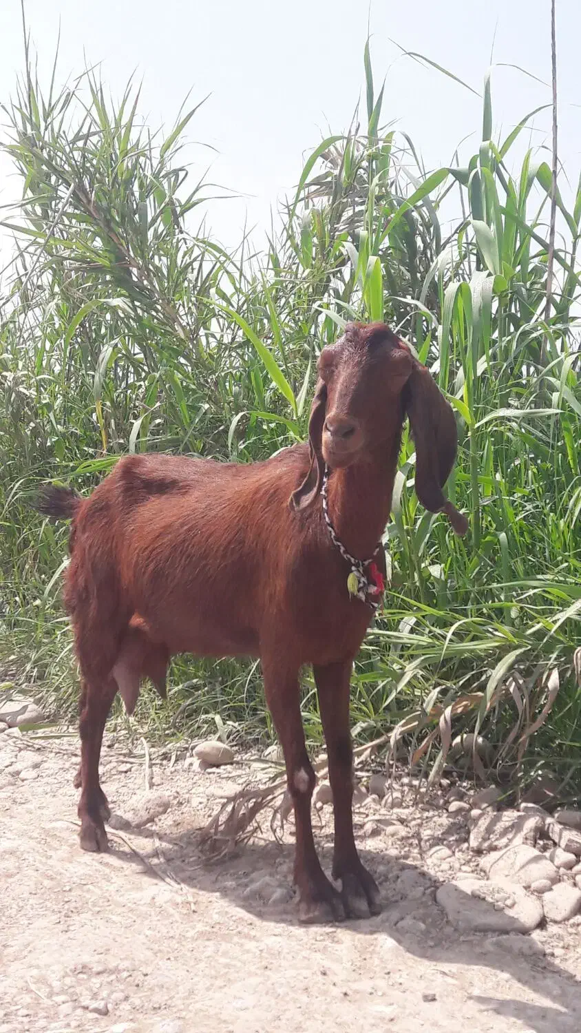 25000000|حیوانات مزرعه|گرگان, |دیوار