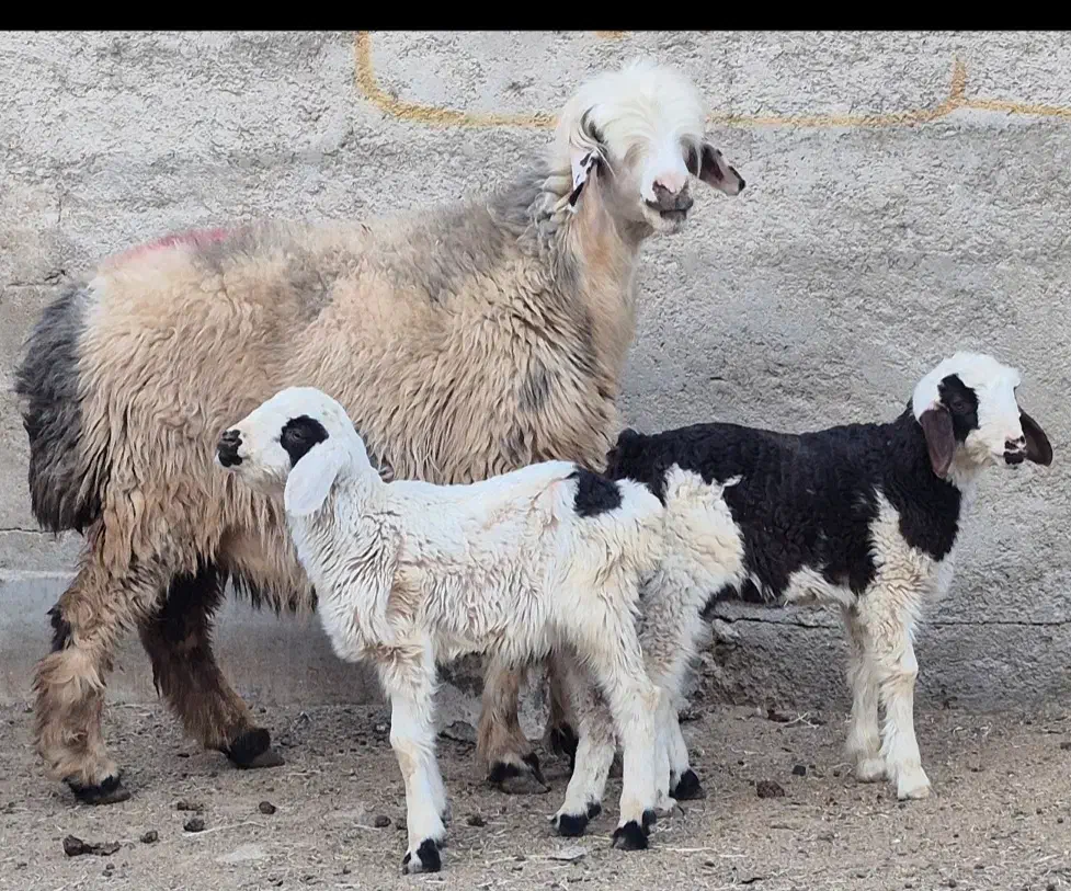 فروش دوراس شیشک بختیاری دوبره ای و یه بره ای|حیوانات مزرعه|طسوج, |دیوار