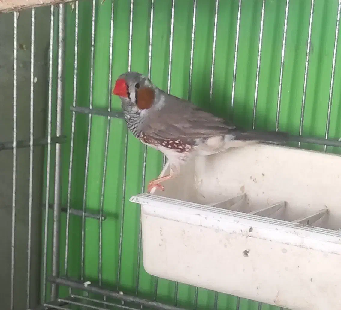 فنج مولد|پرنده|مرودشت, ابوذر شمالی‎|دیوار