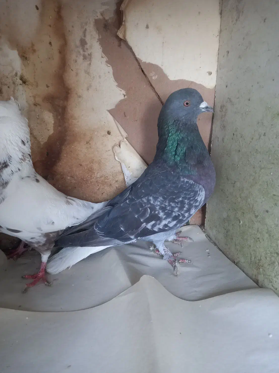 پرنده|پرنده|شیراز, امام حسین|دیوار