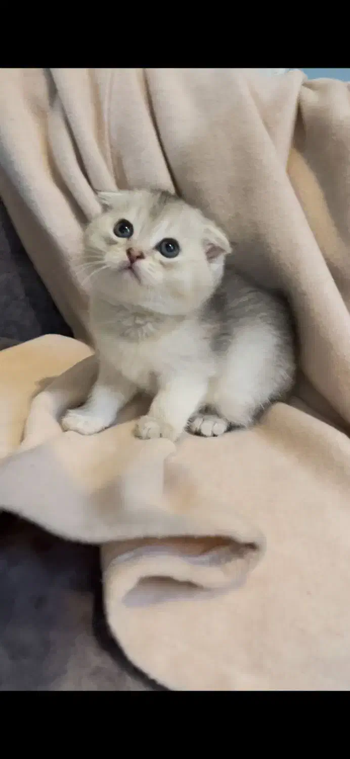 اسکاتیش کوچولو|گربه|تهران, دانشگاه شریف|دیوار