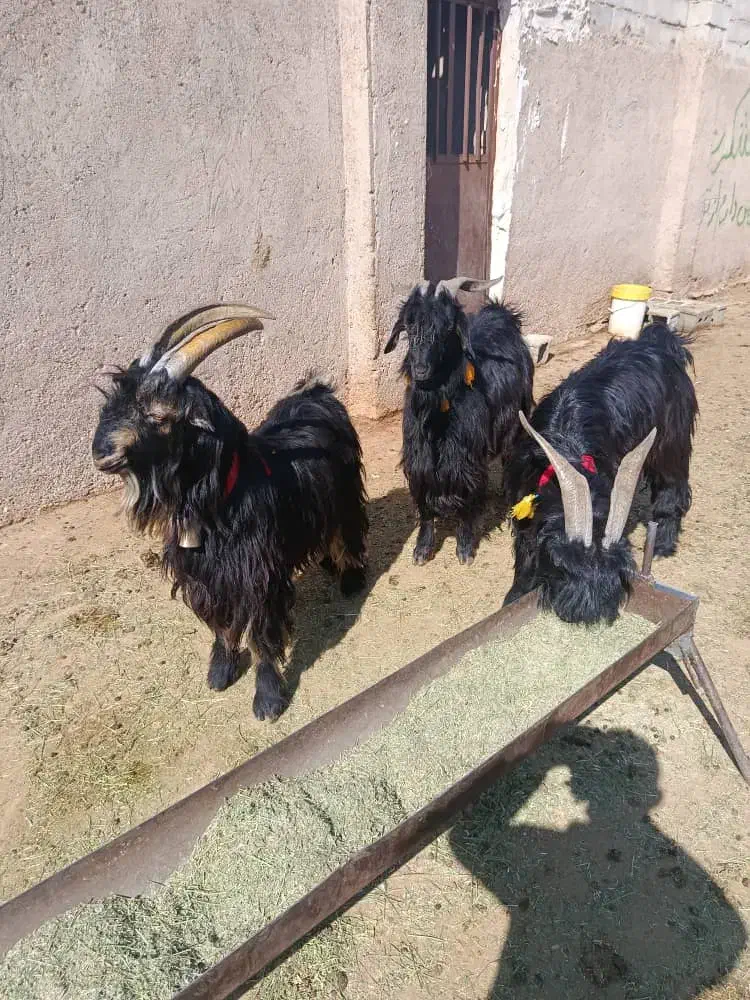 ۵راس چبش نر تخمی|حیوانات مزرعه|مرودشت, تخت جمشید|دیوار