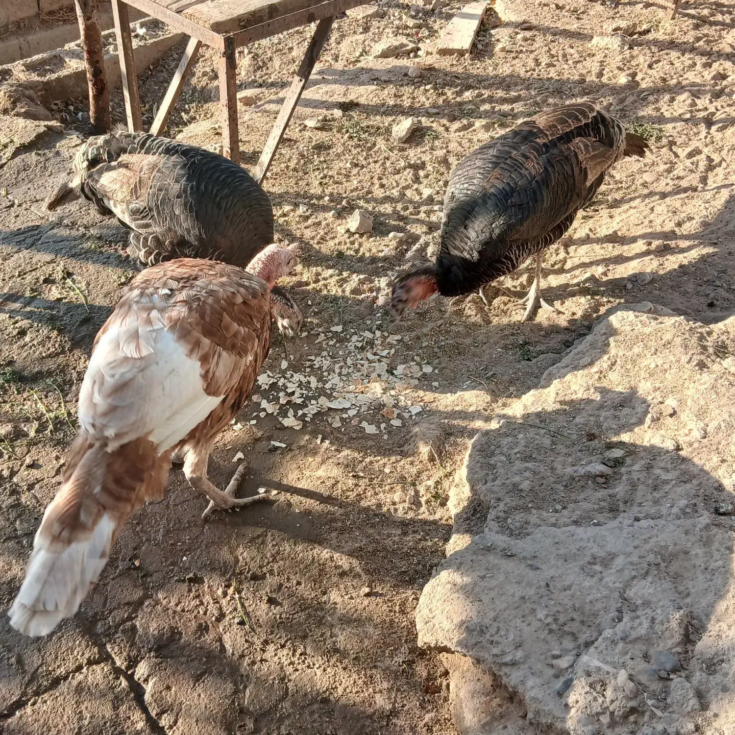 بوقلمون|حیوانات مزرعه|میاندوآب, |دیوار