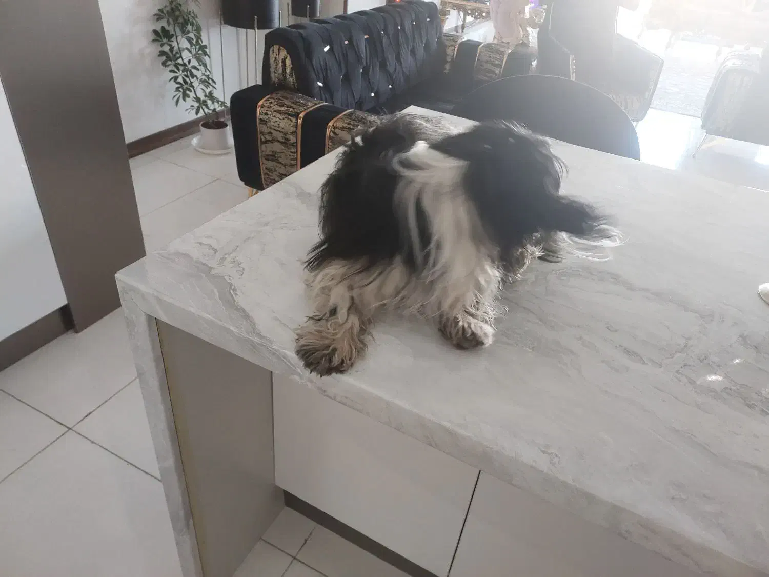 سگ یک ساله باهوش شیتزو|سگ|فردیس, قریشی|دیوار