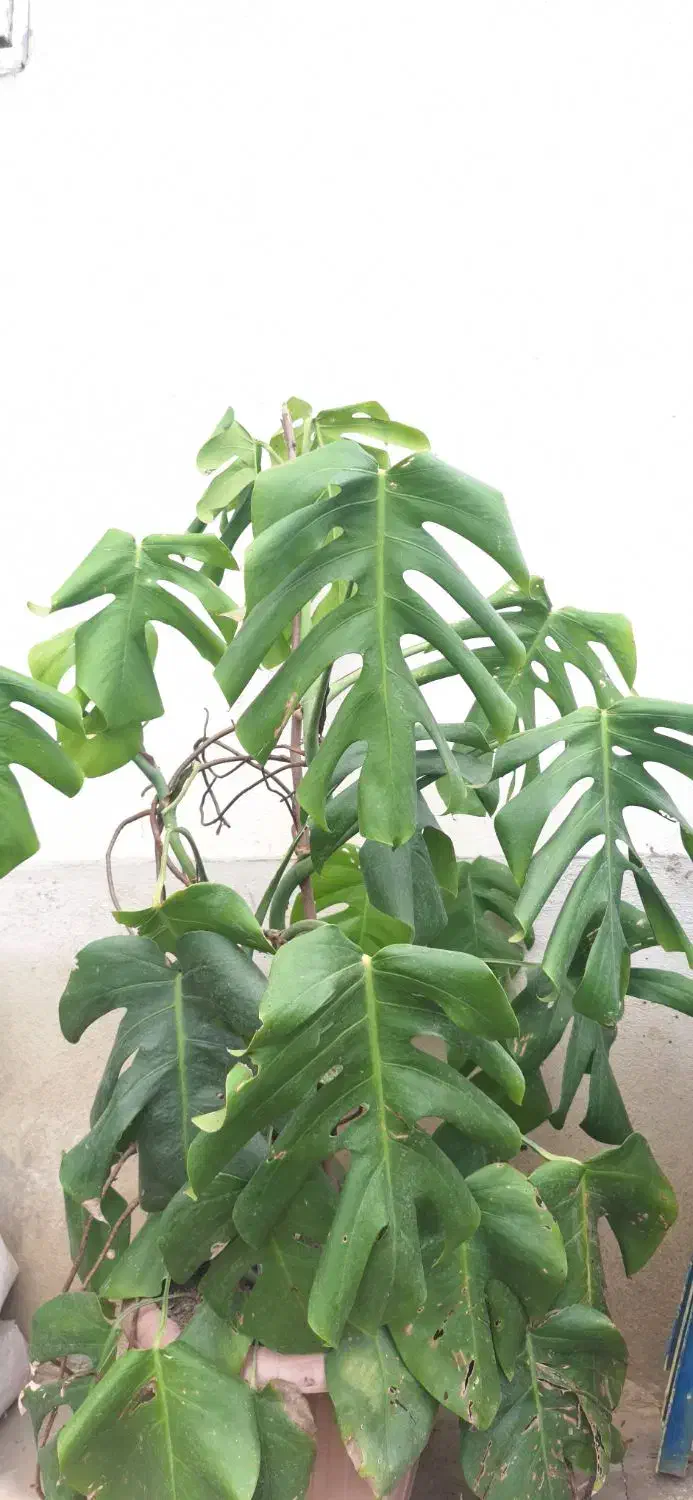 برگ انجیری و سیکاس|گل و گیاه طبیعی|رشت, حافظ آباد|دیوار